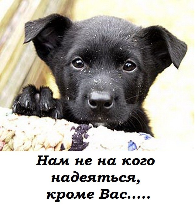 https://pp.userapi.com/c850616/v850616965/92c0/QOdMv4Z9g3Q.jpg