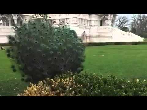 Павлин распускает хвост.