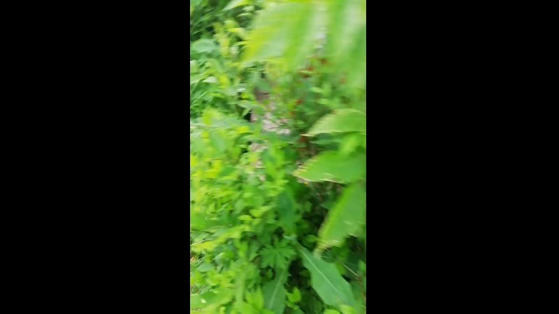 VID_20190626_182318.mp4