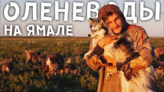 КАК ЖИВУТ ОЛЕНЕВОДЫ НА ЯМАЛЕ ПО ПРАВДЕ! Ненцы, олени и собаки посреди тундры на крайнем севере