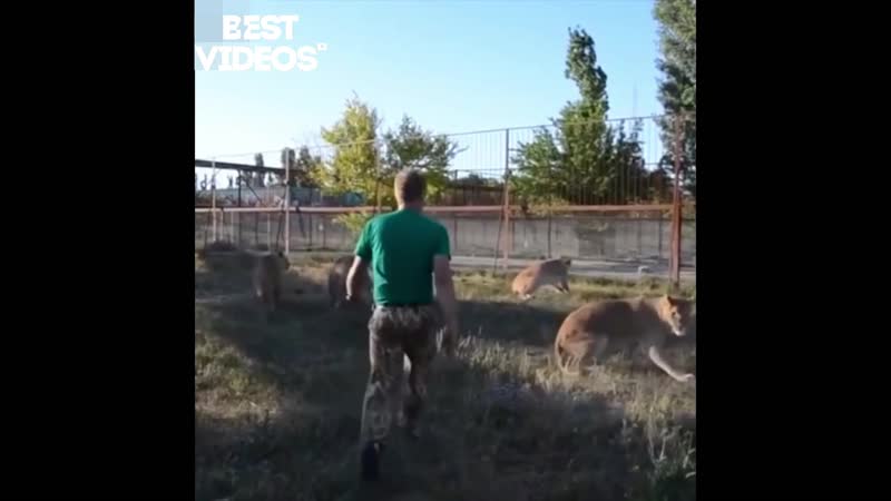 Альфа самец