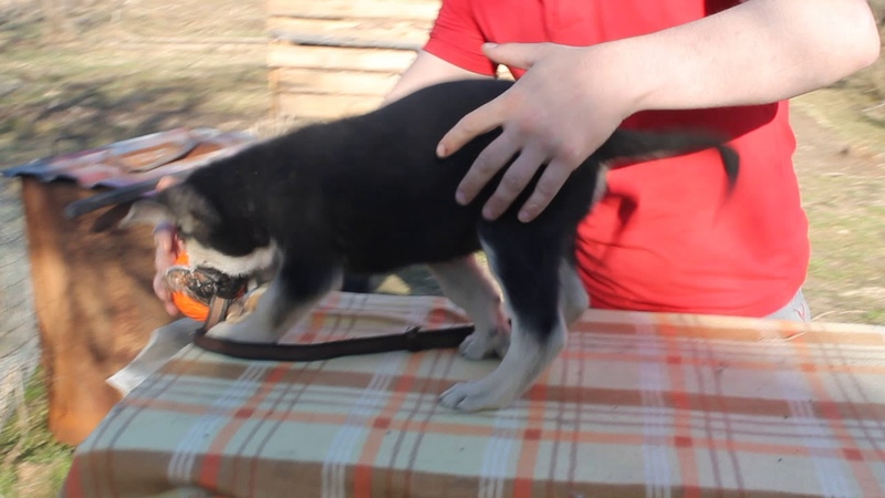 Нитус Из Озёрного Края, ВЕО