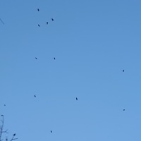 Дарья Артамонова | 