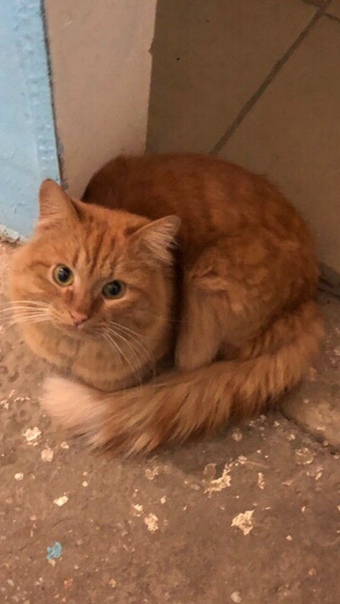 г.Пенза 
КТО ПОТЕРЯЛ ЛЮБИМЦА?! 
На территории часового зав