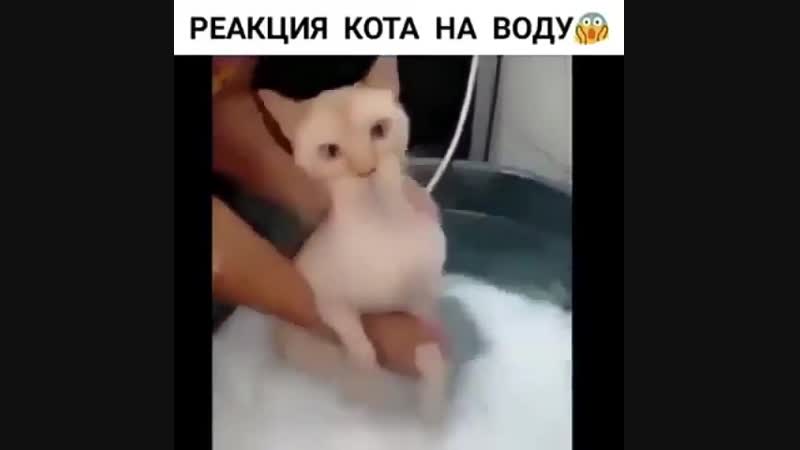 мытьё кота