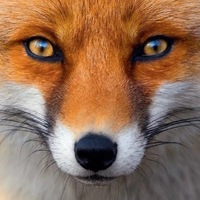 Мария Николашина | Кемерово