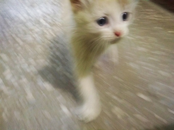 Ребят, у нас в подъезде живёт котенок, очень ласковый и крас