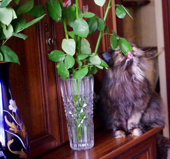 Кошки в нашей жизни. Кошки и все, что с ними связано. Кошки в нашей жизни. Кошки и все, что с ними связано.