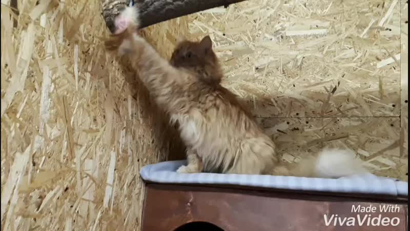Котик Сима. Ноябрь 2018