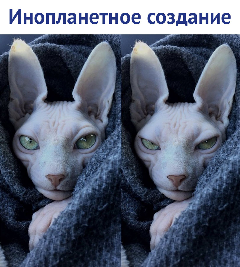 https://pp.userapi.com/c850628/v850628867/2cea2/NPNngLmdpb0.jpg