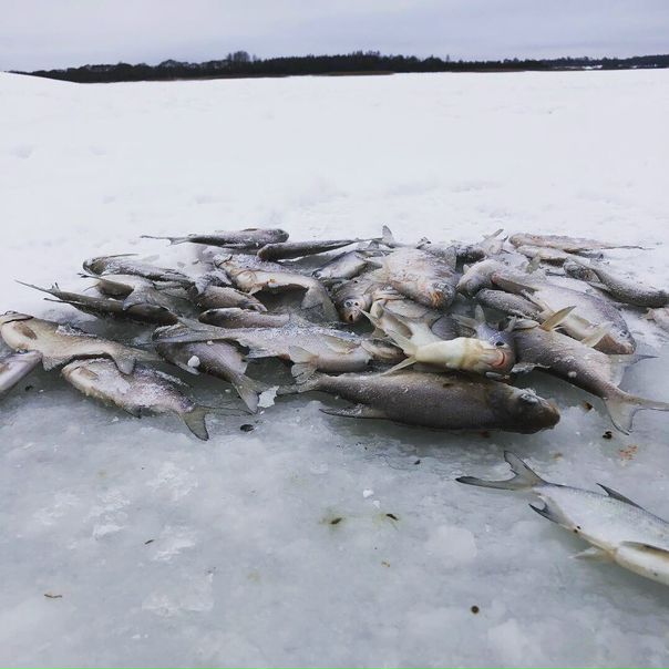 Рыбалка — Вазузское водохранилище, Смоленская область, 55.927, 34.538