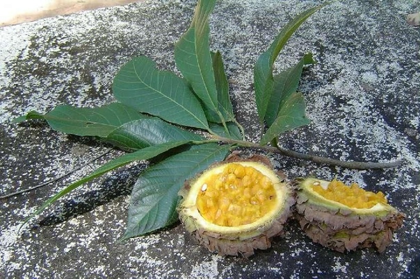 Карпотроше бразильская (Carpotroche brasiliensis) Carpotroche brasiliensis это род кустарников и деревьев семейства Achariaceae. Плоды крупные, около 13 см длиной, в бахромчатой капсуле,