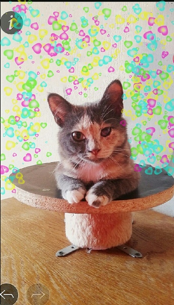 ❤2 очаровательные сестренки в поисках дома.❤
Им примерно по