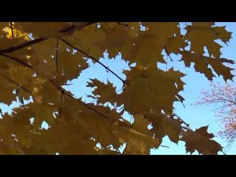 РЫЖАЯ ОСЕНЬ - Валерий Палаускас