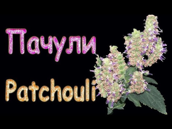 ПАЧУЛИ в женском парфюме Новой зари