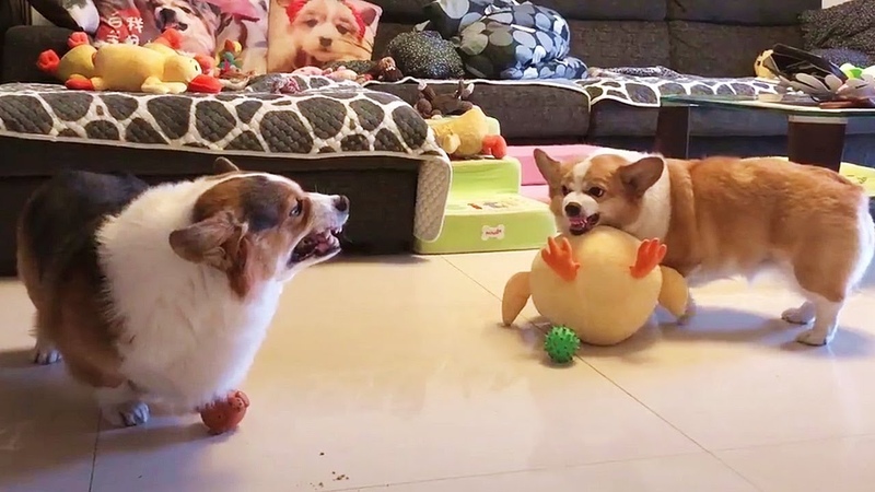 Sibling Rivalry Of Chubby Corgi Dogs