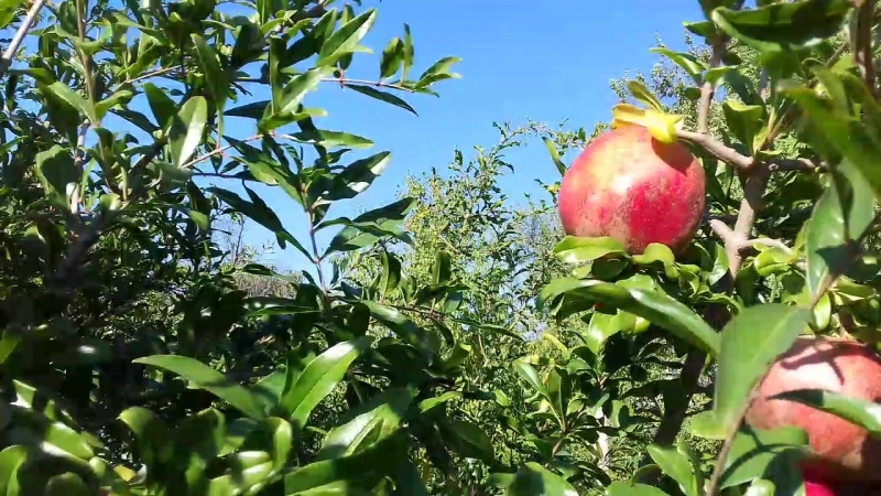 20180920_150516.mp4