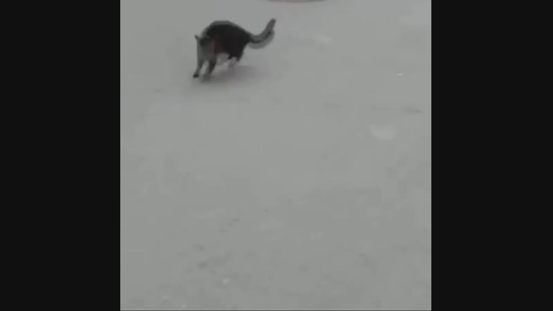 Суровая мышь