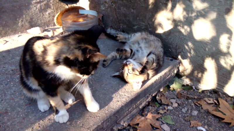Котята , Острякова