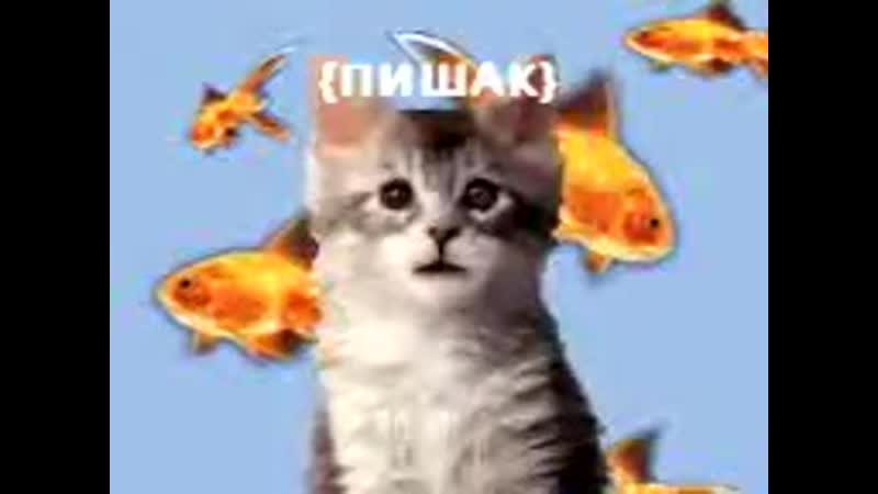 приколи точики