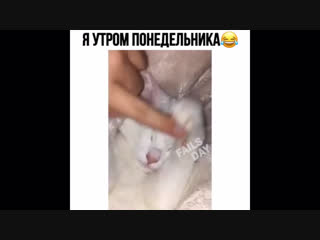 Я утром понедельника хах Instamusor