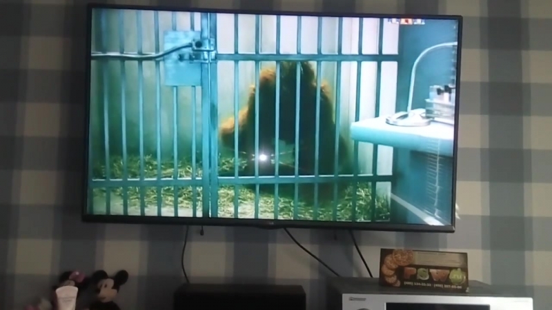 Писька! Жопа. Срать. Писька!