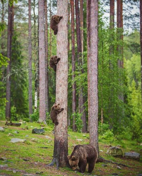 Семья в Финляндии 