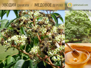 Эводия Даниэля, Пчелиное дерево, Медовое дерево