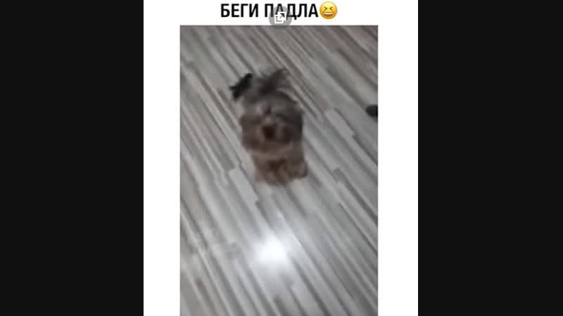 Беги Падла