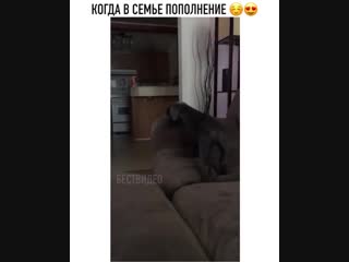 Когда в семье пополнение