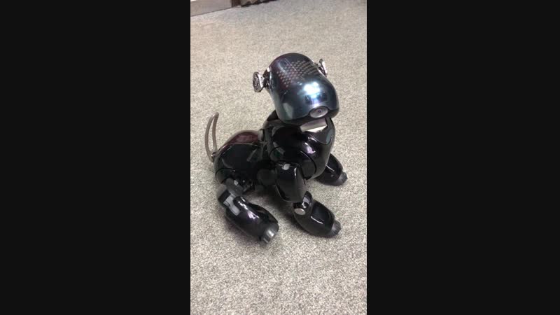 Aibo на Русском Радио