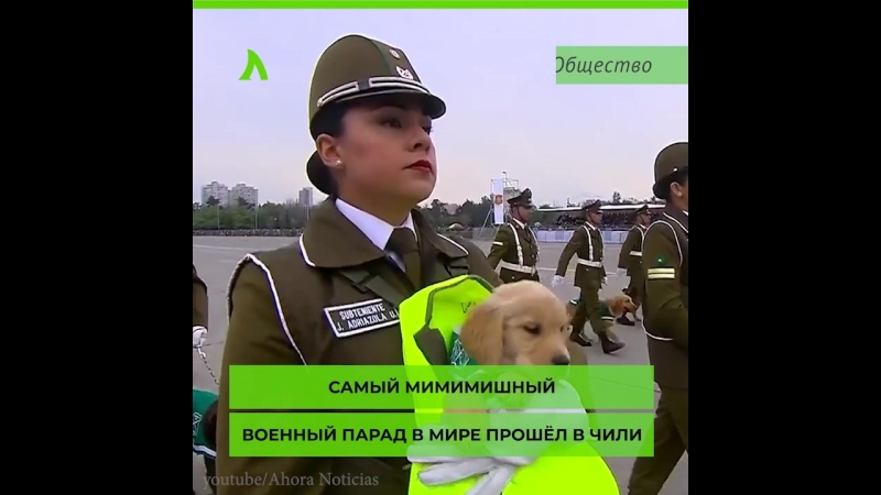 Парад военных пёсиков | АКУЛА