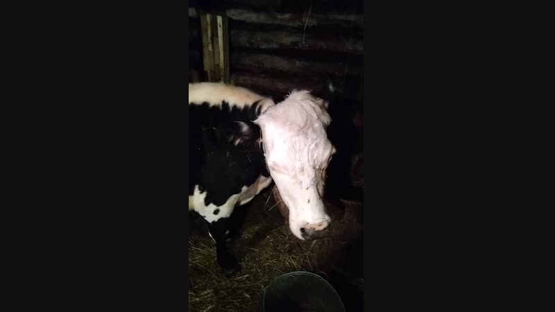 VID_20190220_203218.mp4