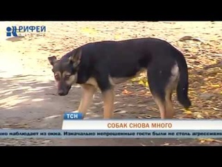 Стаи бездомных собак держат в страхе микрорайон Чапаевский