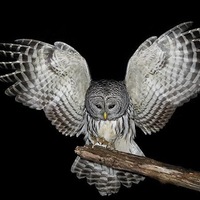 Андрей Туголуков | 