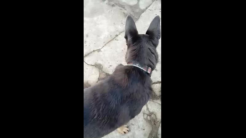 TEMP_TRIM_1555152902057.mp4