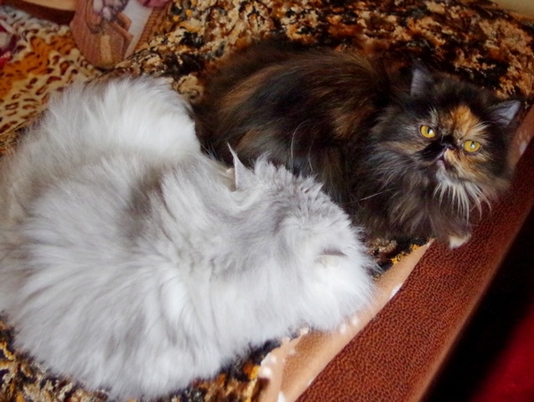 Кошки в нашей жизни. Кошки и все, что с ними связано.