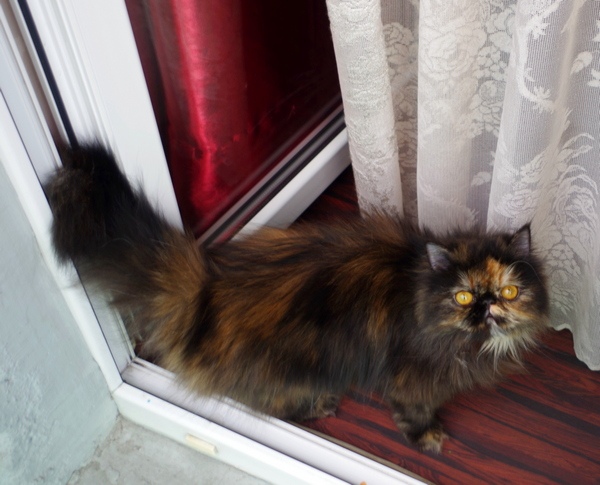 Кошки в нашей жизни. Кошки и все, что с ними связано. Кошки в нашей жизни. Кошки и все, что с ними связано.