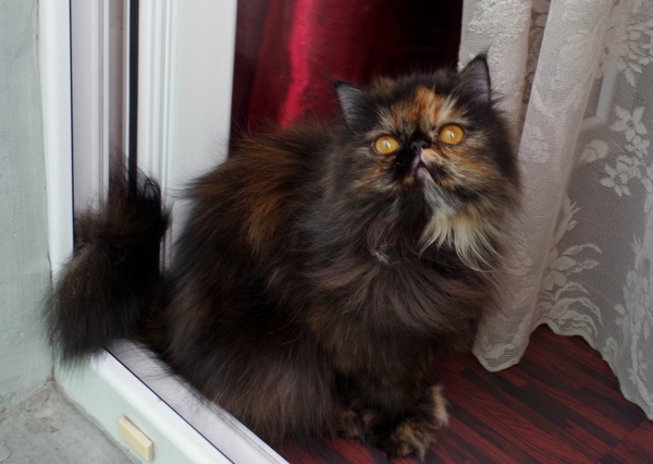 Кошки в нашей жизни. Кошки и все, что с ними связано.