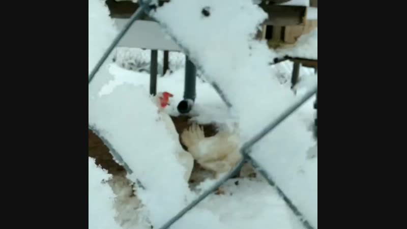 InShot_20181212_132915859.mp4