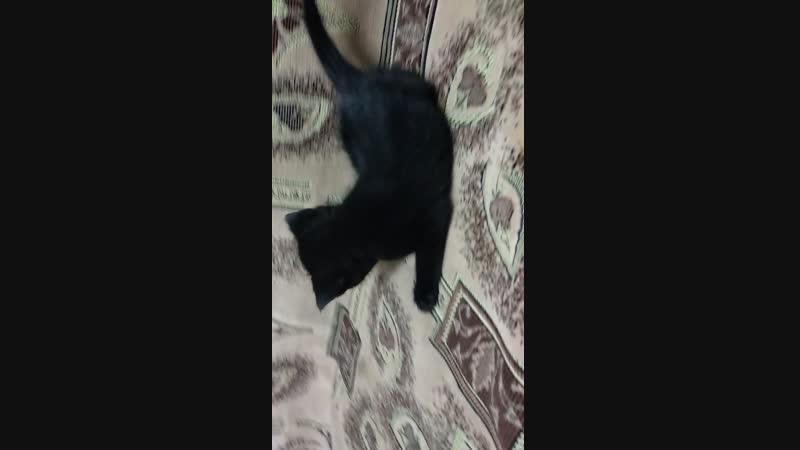 Черный котенок