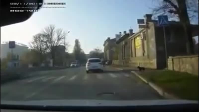 Умная собака на пешеходном переходе
