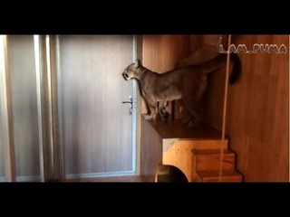 Пума Месси ждёт папу. Puma Messi is waiting for dad to come home