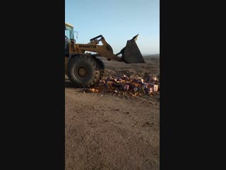 Уничтожение испанских фруктов в Уссурийске