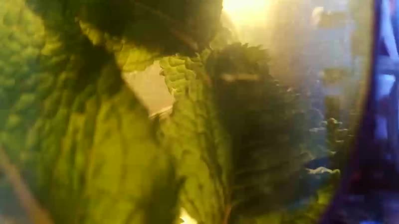 VID_20190619_152436.mp4