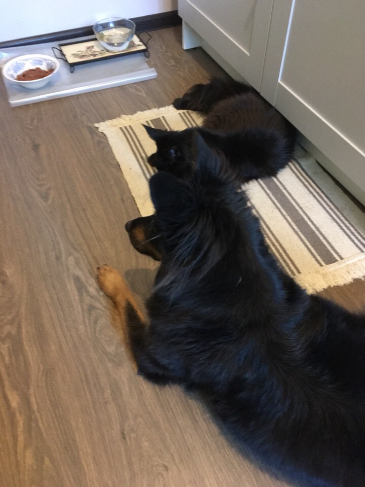 Кошки в нашей жизни. Кошки и все, что с ними связано.