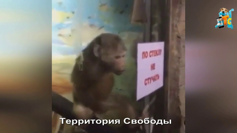 ОБЕЗЬЯНА ОТЖИГАЕТ ПО ПОЛНОЙ