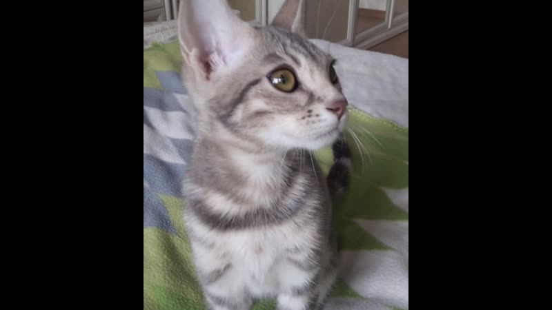Бенгалочка bengal for sale