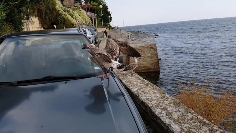остров nessebar Burgas