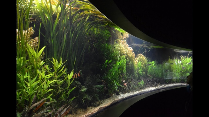 11000L Aquarium - Asia biotop.